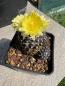 Preview: Copiapoa humilis